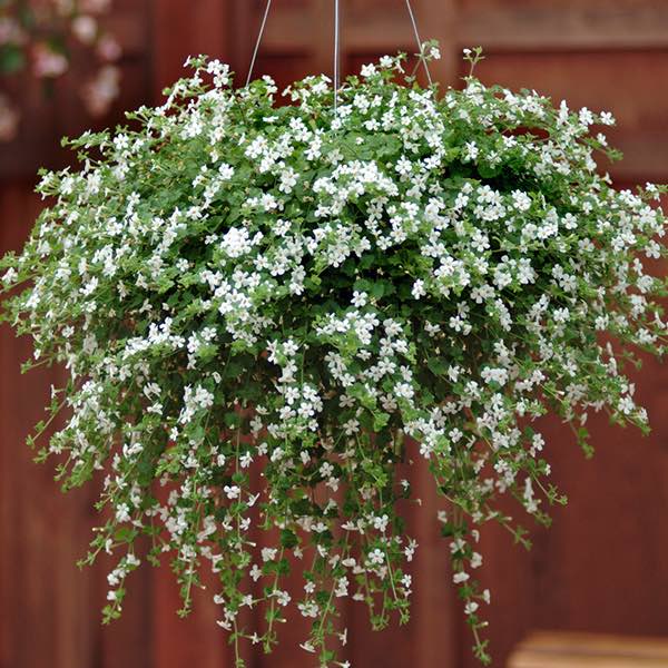 Snowtopia White Improved bacopa in hanging basket