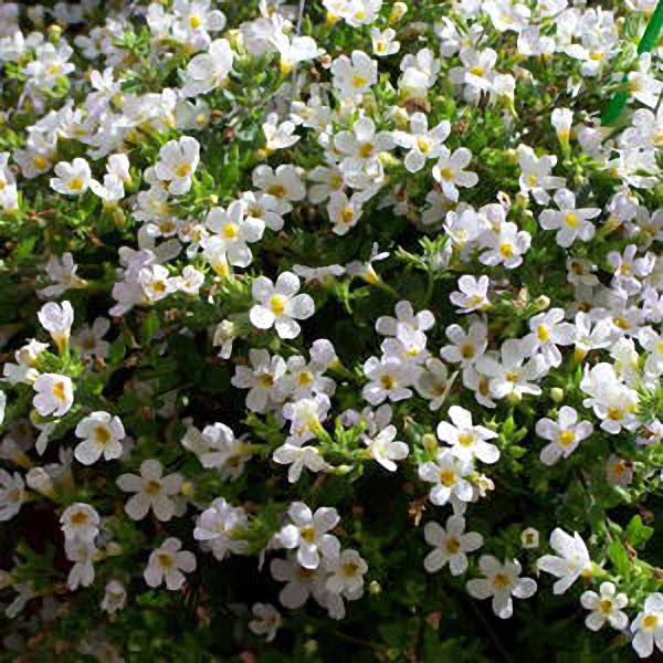 Snowtopia White Improved bacopa flowers