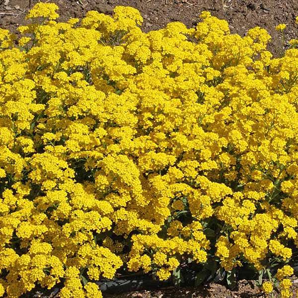 Basket-of-gold - Aurinia saxatilis