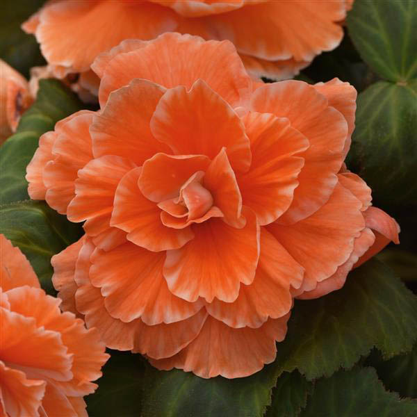 Begonia AmeriHybrid Picotee Lace Apricot Seeds Begonia AmeriHybrid Picotee Lace Apricot Seeds