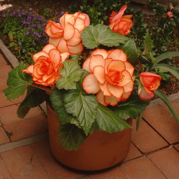 Begonia AmeriHybrid Picotee Sunburst plant