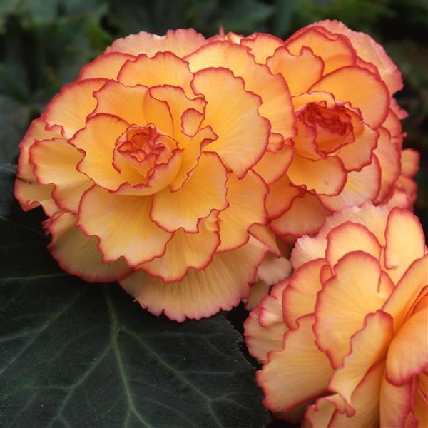 Begonia AmeriHybrid Picotee Sunburst