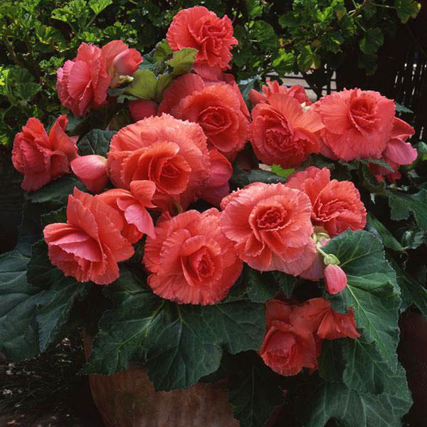 Begonia AmeriHybrid Ruffled Coral Salmon Seeds