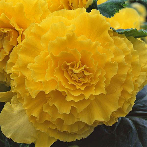Begonia AmeriHybrid Ruffled Yellow Seeds Begonia AmeriHybrid Ruffled Yellow Seeds
