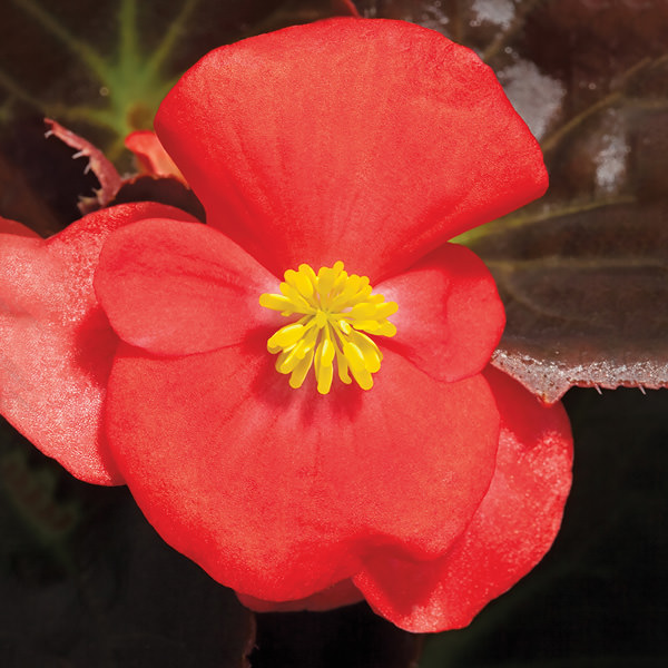 Begonia Seeds 14 Begonias Annual Flower Seeds