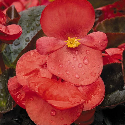 Big Red with Bronze Leaf begonia flowers