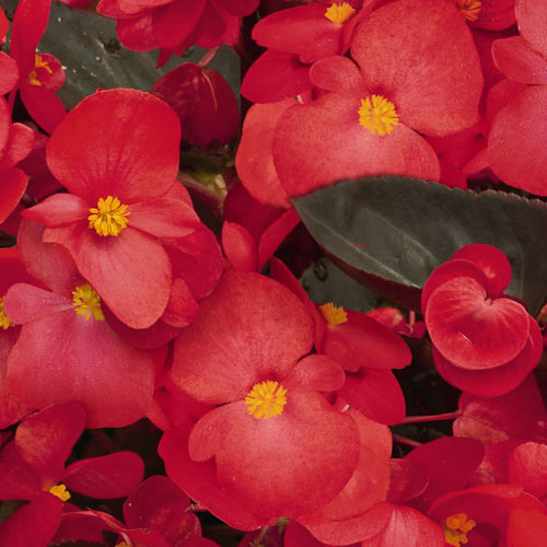 Begonia Big Red with Bronze Leaf plant flowering