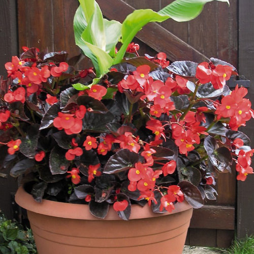 Begonia Big Red with Bronze Leaf