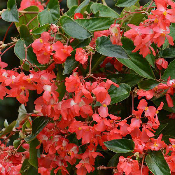 Begonia Dragon Wing Red