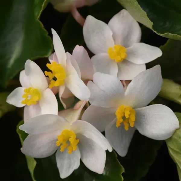 Begonia Dragon Wing White Flowers