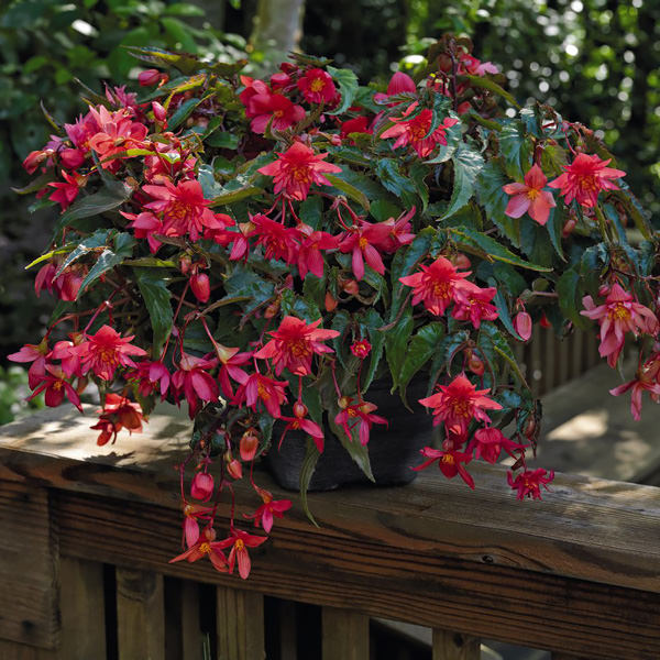 Tuberous begonia, Funky Pink