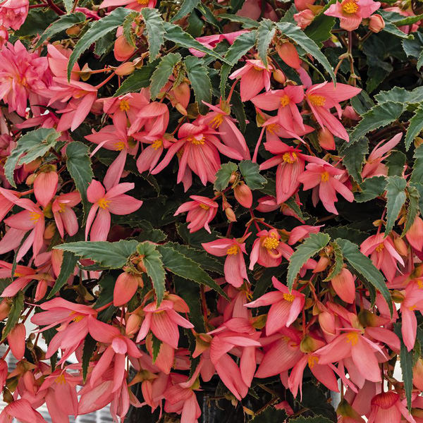 Funky Pink begonia Begonia, Funky Pink