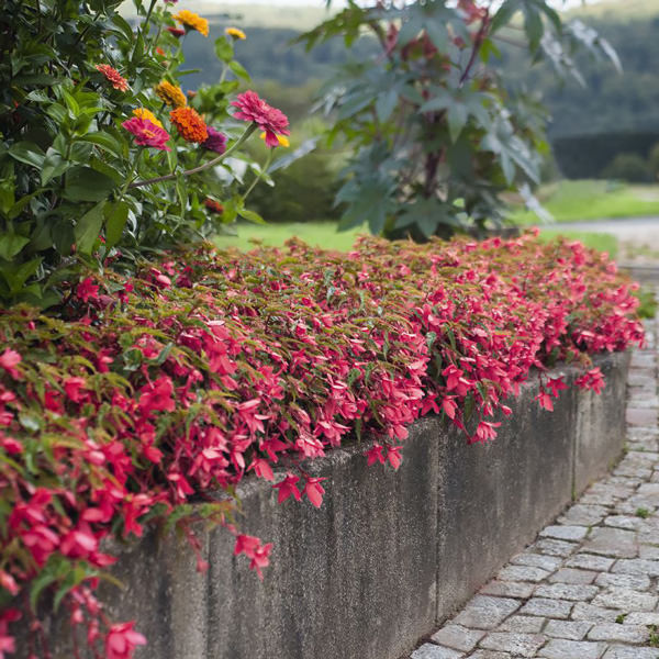 Funky Pink begonias landscape