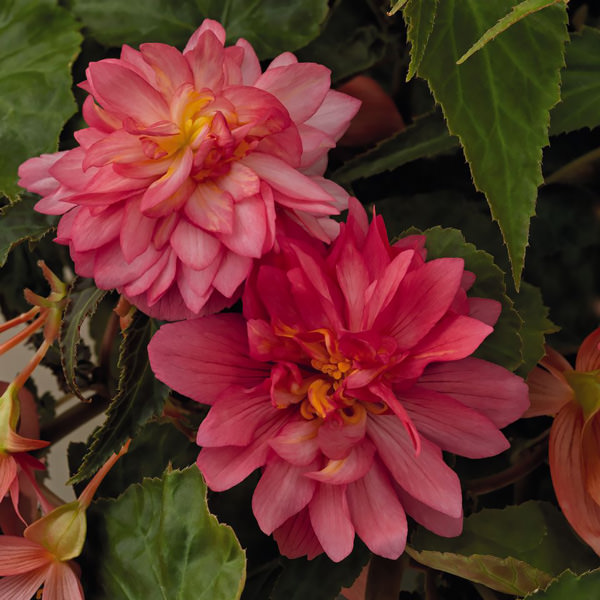 Funky Pink begonia Funky Pink begonias
