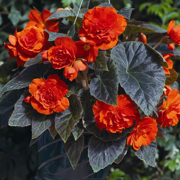 Go Go Orange tuberous begonia Begonia Go Go Orange