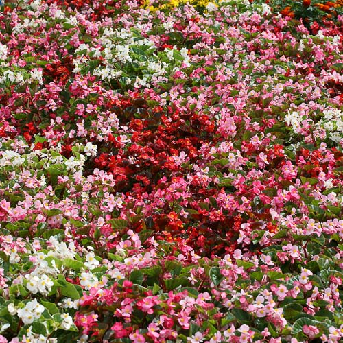 Heat Elite Mix wax begonia Heat Elite Mix begonia