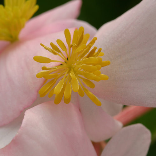 Heat Elite Pink wax begonia Heat Elite Pink wax begonia