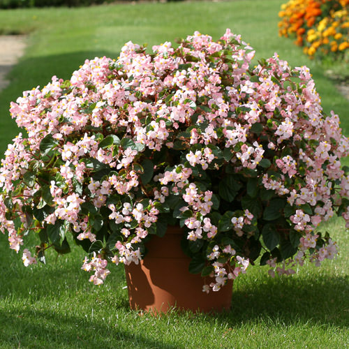 wax begonia varieties wax begonia varieties