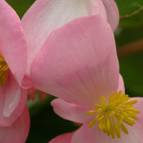 Heat Elite Rose wax begonia Begonias Heat Elite Rose wax begonia
