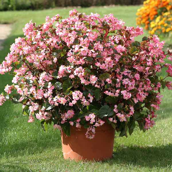 wax begonia seeds harvesting