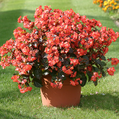 Heat Elite Scarlet wax begonia Begonias Heat Elite Scarlet wax begonia