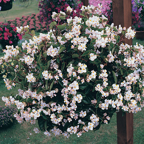 Heat Elite White wax begonia Begonias Heat Elite White wax begonia