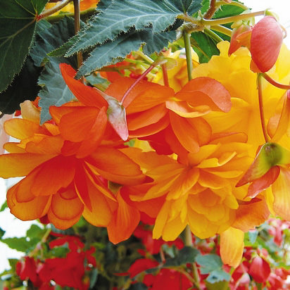 Illumination Apricot begonias in hanging basket