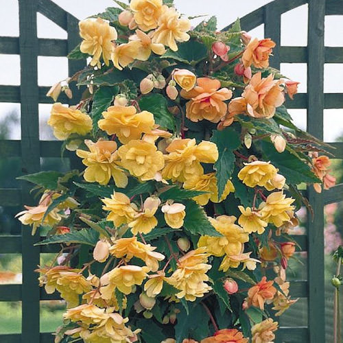 Illumination Apricot tuberous begonias