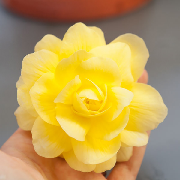 Begonia tuberous, Illumination Lemon