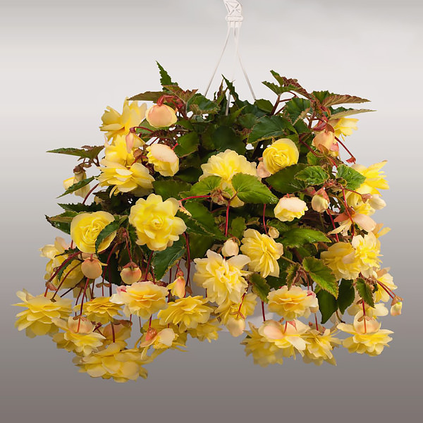 Illumination Lemon begonias in hanging basket