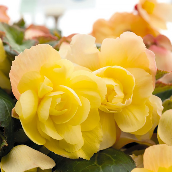 Tuberous begonia, Illumination Lemon