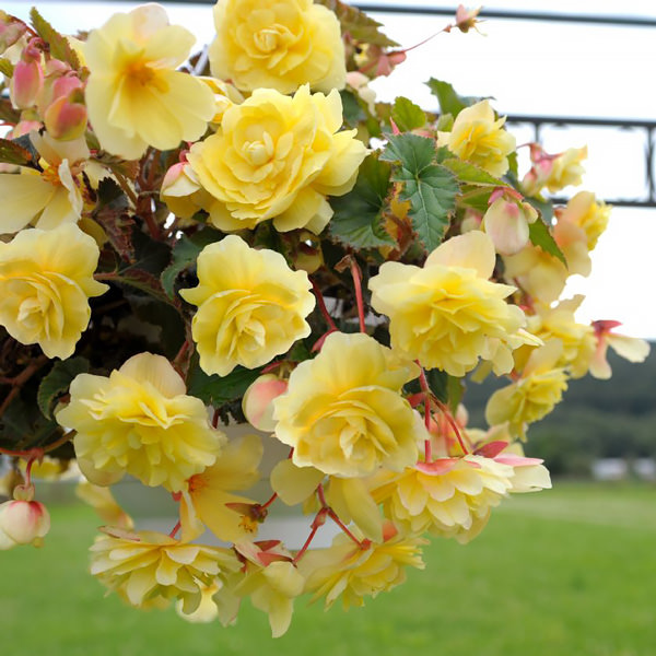 Illumination Lemon tuberous begonia seeds