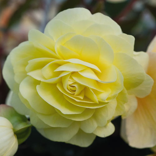 Cream colored flowers Illumination Peaches 'n Cream gegonia
