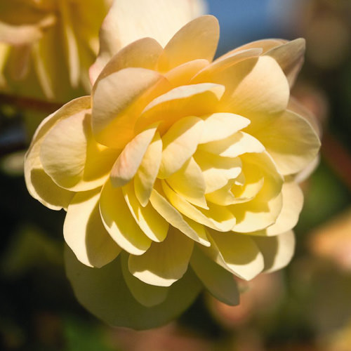 Peach colored flowers Tuberous begonia Illumination Peaches 'n Cream