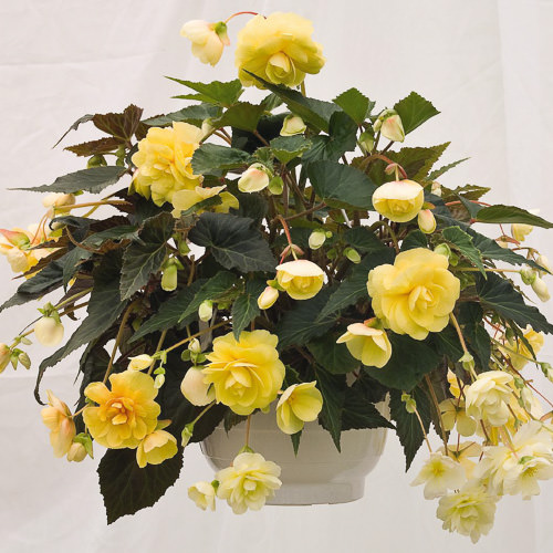 Illumination Peaches 'n Cream tuberous begonia Begonia tuberous Illumination Peaches 'n Cream