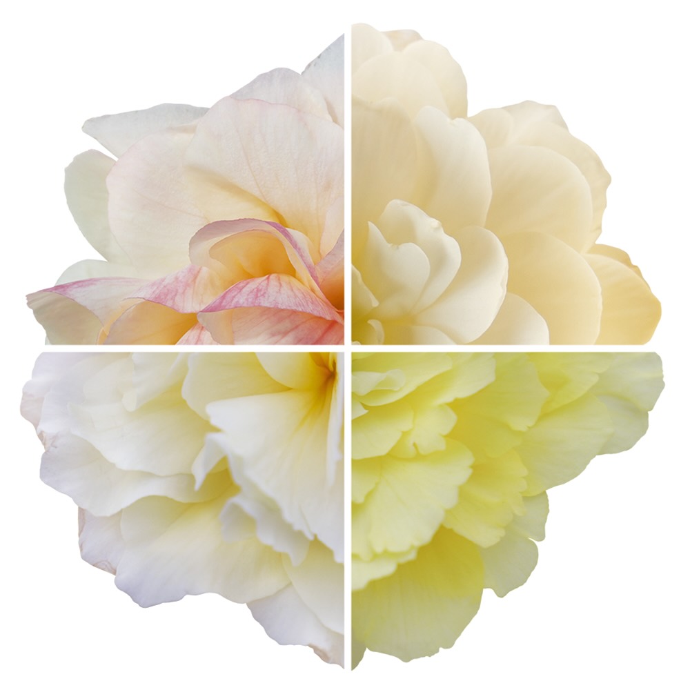Begonia Nonstop Joy Peaches And Dreams Colors Begonia Nonstop Joy Peaches And Dreams Colors