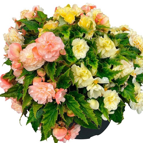 Begonia Nonstop Joy Peaches And Dreams
