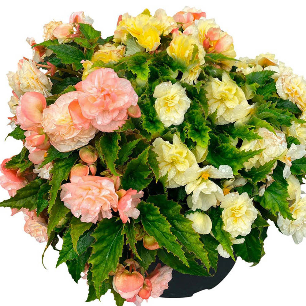 Begonia Nonstop Joy Peaches And Dreams Begonia Nonstop Joy Peaches And Dreams