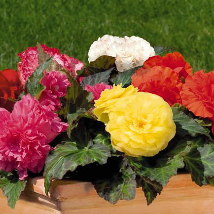 Begonia tuberous Nonstop Mix