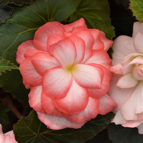 On Top Fandango tuberous begonia Begonia On Top Fandango