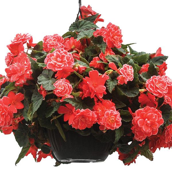 On Top Melon Lace tuberous begonia Begonia On Top Melon Lace plant
