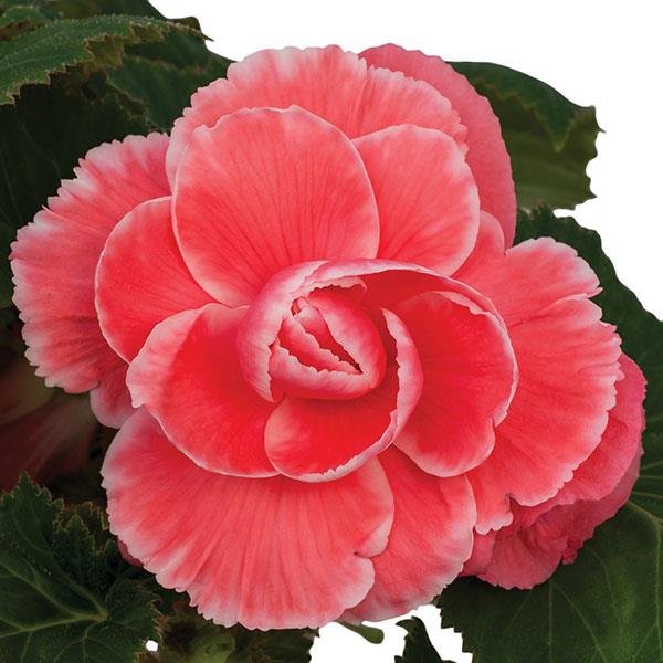Begonia On Top Melon Lace