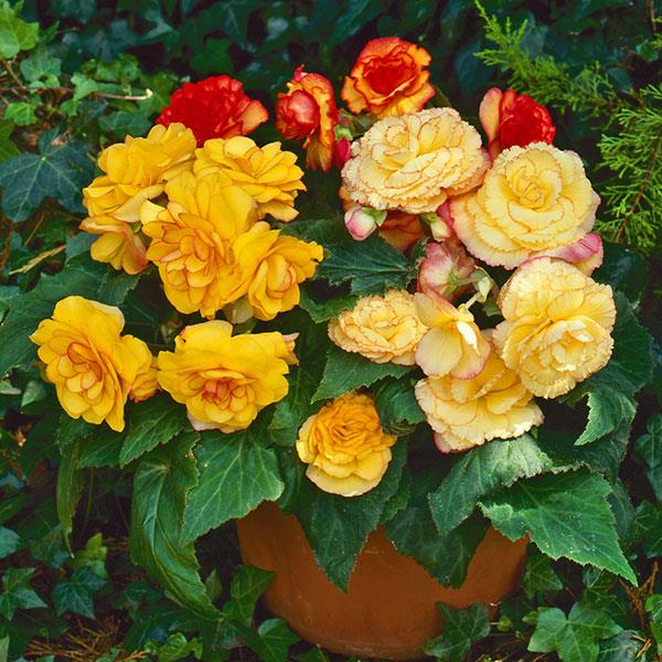 Begonia On Top Sunset Shades plant