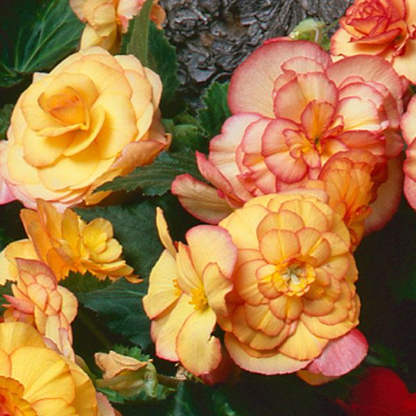 Begonia On Top Sunset Shades