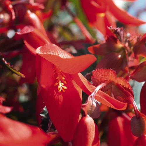 Santa Cruz Sunset begonia flowers Santa Cruz Sunset begonia