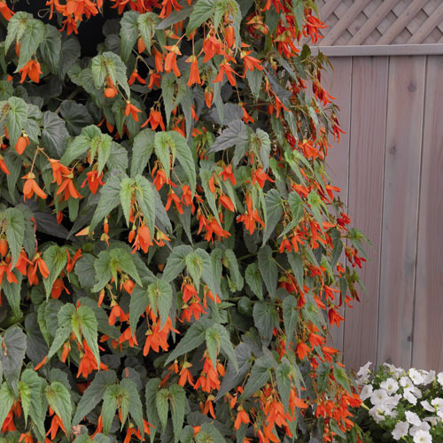 Santa Cruz Sunset begonias in hanging basket Santa Cruz Sunset begonia - Begonia boliviensis