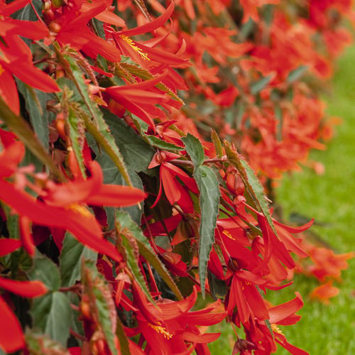 Begonia Santa Cruz Sunset - Begonia boliviensis