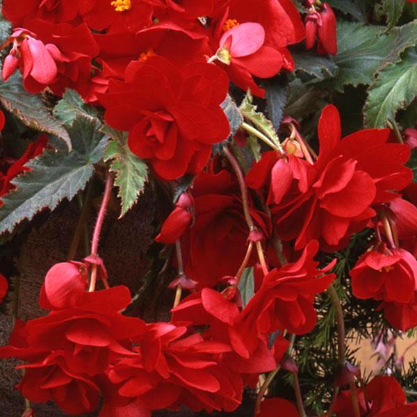 Sun Dancer Red tuberous begonia Begonia Sun Dancer Red