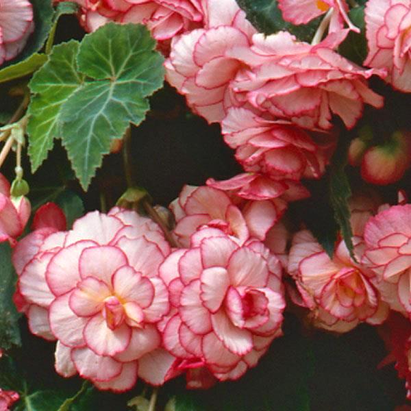 Sun Dancer White Pink Picotee tuberous begonia Begonia Sun Dancer White Pink Picotee