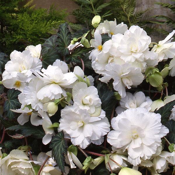 Sun Dancer White tuberous begonia Begonia Sun Dancer White